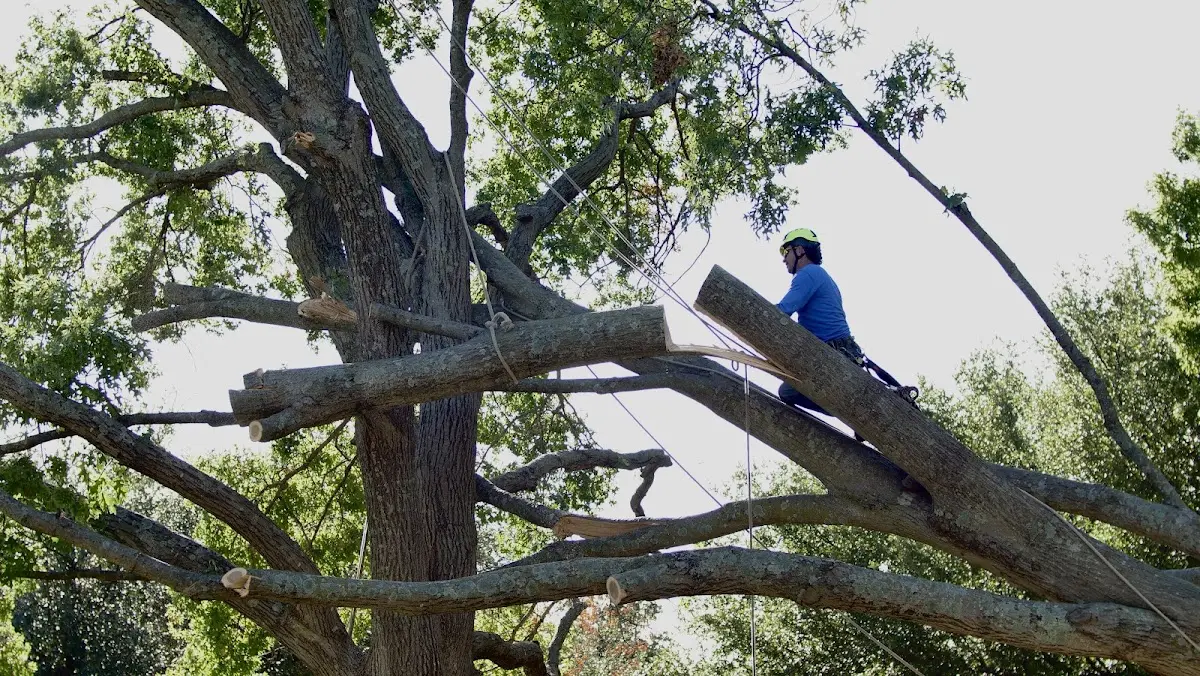 Professional Hazardous Tree Removal performed by certified arborists in Oelrichs